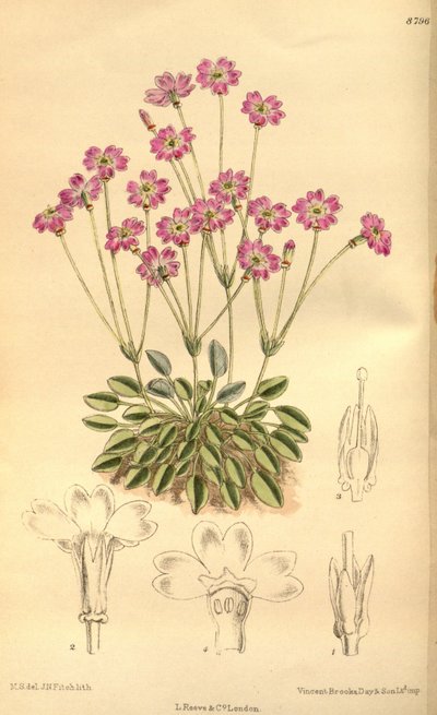 Primula Tibetica, Primulaceae by J.N. Fitch